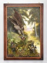 Taxidermy: A Wall Cased European Sparrowhawk (Accipiter nisus), dated 2012, by A.J. Armitstead,