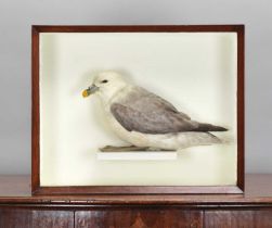 Taxidermy: A Late Victorian Cased Northern Fulmar (Fulmarus glacialis), circa 1870-1900,