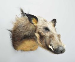Taxidermy: African Bushpig (Potamochoerus larvatus), modern, South Africa, a high-quality adult