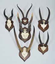 Antlers/Horns: A Group of African Big Game Trophy Horns, dated 1910, British East Africa, by