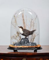 Taxidermy: White-throated Dipper (Cinclus cinclus), a good-quality full-mount adult with head