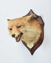 Taxidermy: Red Fox Mask (Vulpes vulpes), dated February 21st 1929, by Henry Murray & Son,
