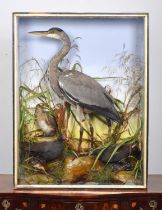 Taxidermy: A Late Victorian Cased Grey Heron Moorhens and Little Grebe, circa 1884-1895, by A.S.