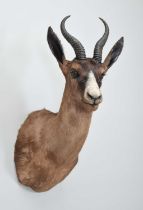 Taxidermy: Chocolate Brown South African Springbok (Antidorcas marsupialis), modern, South Africa, a
