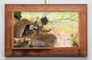 Taxidermy: A Wall Cased Pair of Short-tailed Field Vole's (Microtus agrestis), dated 2008, by A.J.