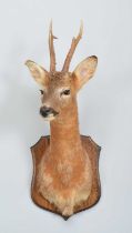 Taxidermy: European Roe Deer (Capreolus capreolus), modern, a high-quality adult buck shoulder mount