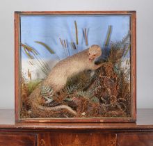 Taxidermy: An Early 20th Century Cased Indian Grey Mongoose (Urva edwardsii), circa 1900-1920, by E.