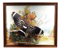 Taxidermy: A Wall Cased European Hoopoe (Upupa epops), modern, a full mount adult with beak agape