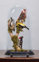 Taxidermy: A Group of British & North American Crossbills & Grosbeaks, to include - a pair of two-