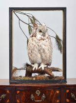 Taxidermy: A Cased Great Horned Owl (Bubo virginianus), early 20th century, by Rowland Ward Ltd, "