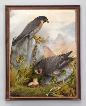Taxidermy: A Wall Cased Family Group of Peregrine Falcons (Falco peregrinus), captive bred, dated