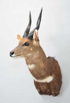 Taxidermy: Cape Bushbuck (Tragelaphus sylvaticus), modern, South Africa, a high-quality adult male