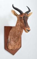 Taxidermy: Western Tsessebe (Damaliscus lunatus), late 20th century, a good-quality adult male