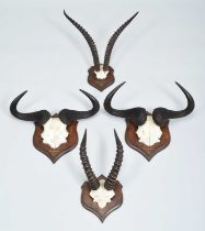 Antlers/Horns: A Group of African Big Game Trophy Horns, dated 1910, British East Africa, by