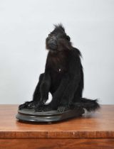 Taxidermy: Grey-cheeked Mangabey Monkey (Lophocebus albigena), modern, a full-mount adult in