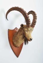 Taxidermy: Siberian Ibex (Capra sibirica sibirica), circa 1920-1930, by Van Ingen & Van Ingen Mysore