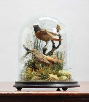 Taxidermy: A Pair of Common Redstarts (Phoenicurus phoenicurus), early 20th century, a pair of