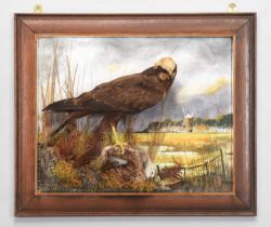 Taxidermy: A Wall Cased Western Marsh Harrier (Circus aeruginosus), re-cased in 2022, by A.J.