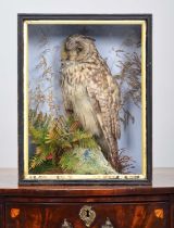 Taxidermy: A Late Victorian Cased Long-eared Owl (Asio otus), circa 1845-1920, by E. Allen & Co,