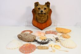 Taxidermy - A fox mask (Vulpes vulpes) mounted to oak shield,