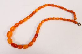 A graduated amber bead necklace, 46 cm (l), largest bead approximately 16 mm x 11 mm,