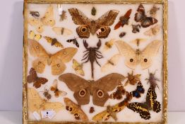 A 20th century entomology display of scorpion, moths, beetles and similar,