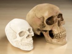 Two composition model skulls, the tallest 10 cm.