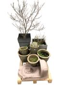 A group of ceramic and plastic planters, water feature, etc.