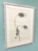 Ann Denison : Teasel, charcoal on paper, 50 cm x 70 cm.