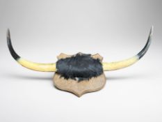 A pair of bull horns mounted on wooden shield, width 83 cm.