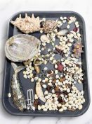 A large quantity of sea shells, reticulated fish ornament made from mother of pearl,