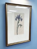 Archie Sutter Watt RSA, RSW (Scottish, 1915-2005) Study of an iris, watercolour 28 cm x 13 cm.