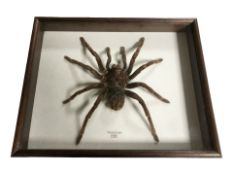 A preserved Peruvian tarantula specimen, in glazed case, overall 25 cm x 20 cm.