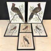 A group of bird feather pictures.