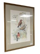 After James Alder : Study of crossbills perched on scentless mayweed, colour print,