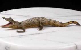 A taxidermy juvenile American Alligator,