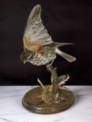 A taxidermy redwing on naturalistic branch setting, height 28 cm.