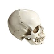 A composition scale replica human skull.