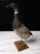 A taxidermy goose on oak plinth, height 51 cm.