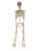 A life size composition human skeleton.