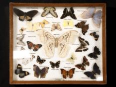 A glazed montage of butterflies, 40 cm x 48 cm.