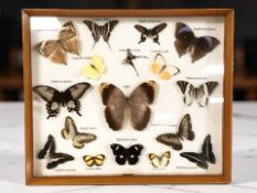 A glazed montage of butterflies, 40 cm x 48 cm.