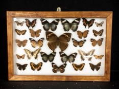 A glazed montage of butterflies, 44 cm x 31 cm.