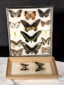 A glazed montage of butterflies, 36 cm x 31 cm,