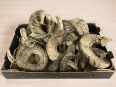 A quantity of ram horns.