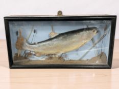 A late Victorian model of a salmon in glazed ebonised display case, width 51 cm.