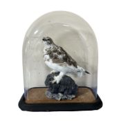 A taxidermy Rock Ptarmigan, on naturalistic rock setting and ebonised stand under glass dome,