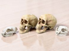 Two composition skull ornaments, height 10 cm, and a further pair of cat skulls.