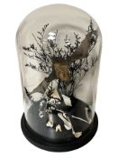 A taxidermy bat under glass dome, height 32 cm.