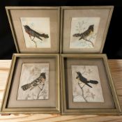 Four bird feather pictures, each 21 cm x 15 cm, excluding frames and mounts.